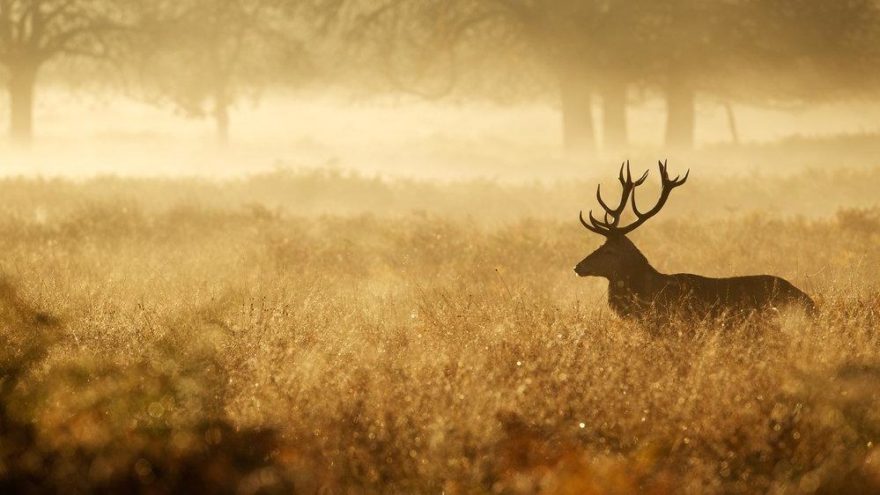 Avbis nedir? Avbis, AVBİS SİSTEMİNE GİRİŞ EKRANI