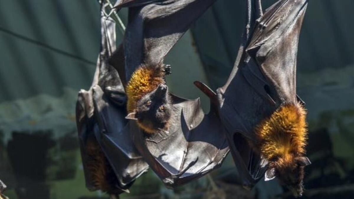 Nipah virüsü nedir? Nipah virüsü belirtileri nelerdir, nasıl bulaşır?
