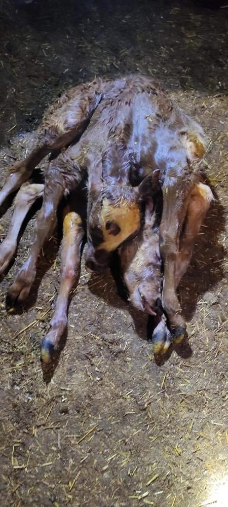 6 ayaklı, 2 başlı ve 2 kuyruklu buzağı şaşırttı