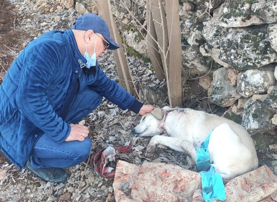 Köpeği boynundan vurup kaçtılar