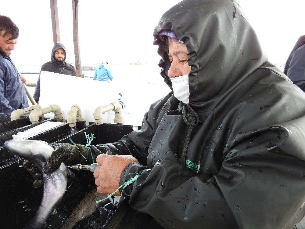 Milyonlarca balık tek tek aşılanıyor