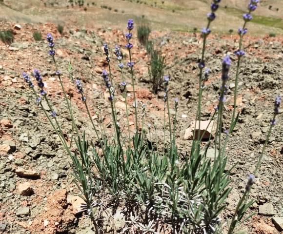 Mardin’de kadın eliyle toprakla buluşan lavantalarda ilk çiçekler açıldı