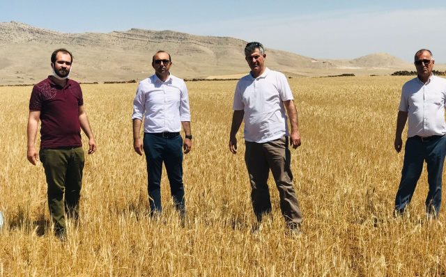 Derik Ziraat Odasından kuraklık raporu: Kuraklık yüzde 90 oranında