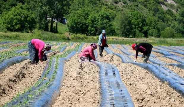 Köyünde 2,7 milyon liralık yatırımla tarıma başladı, 20 kadını istihdam etti