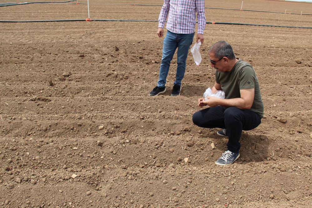 Mardin’de alternatif olarak yer fıstığı yetiştirilmesi için çalışmalar başladı