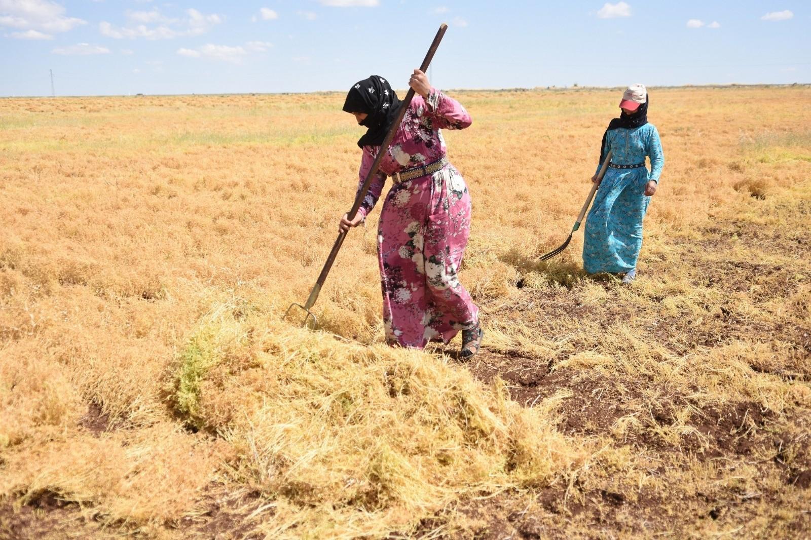 (Özel) Siverek’te mercimek hasadına başlandı