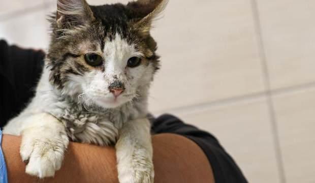 ABD’de kedileri aç bırakıp işkence eden kişiye hapis cezası!