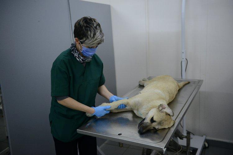 Bursa Yıldırım’da yaralı köpek ameliyatla hayata döndürüldü