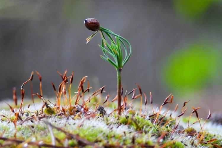 Türkiye’nin fidanları komşuları yeşillendiriyor