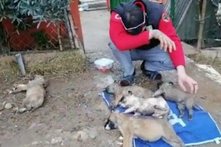 Bursa Mudanya’da hayvan katliamı