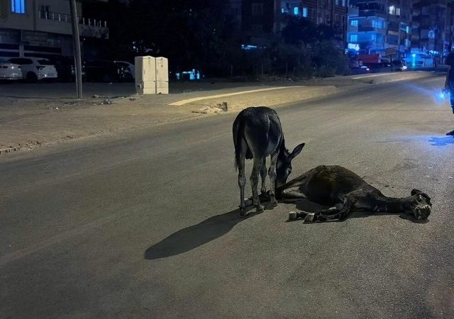Annesine Son Veda: Mardin’de Eşeğin Yavrusu Yürek Burktu